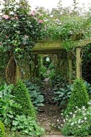 Pegola covered with Roses including Rosa 'Madame Alfred Carriere' and Rosa 'American Pillar' and underplanted with Hostas, Alchemilla mollis, Geraniums, with Buxus sempervirens - Box pyramids.