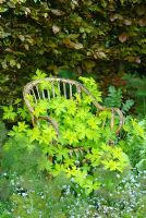 Old wicker seat with Geranium psilostemon 'Ann Folkard', bronze fennel and Myosotis