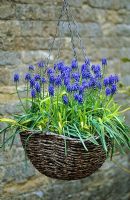Spring hanging basket with Muscari and Milium effusum 'Aureum' - The Manor House, Stevington