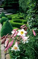 Lilium regale in French Parterre Garden