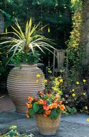 Drought resistant containers plantings with Cordyline, Begonias and Bidens