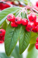 Cotoneaster x watereri berries