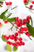 Cotoneaster x watereri berries with snow