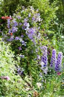 Clematis 'Prince Charles' and Delphinium in the Morning Border