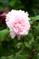Rosa 'Eglantyne' - favourite plant