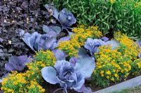 Ornamental Cabbage in flower beds