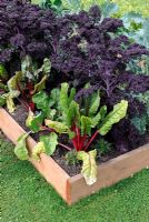 Beta - Swiss Chard with Brassica - Kale in raised bed