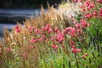 Natural meadow flowering of Schizostylis coccinea 'Salome' at RHS Wisley, Surrey