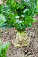 Apium graveolens - Celeriac 'Gladiator' growing at RHS Wisley, Surrey 