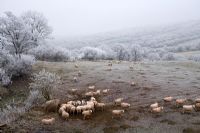 Sheep feeding on a frosty morning
