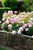 Rosa 'Bonica' with woven willow fencing
 
