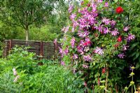 Clibomg Rosa 'Raymond Chenault growing with Clematis viticella 'Margot Koster'