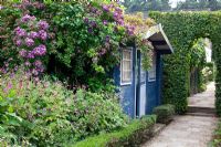 Summerhouse with climbing Rosa 'Veilchenblau' and Clematis viticella 'Etoile Violette'