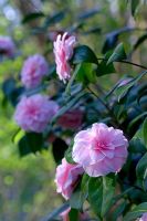 Camellia in flower.
Blakenham Woodland Garden Suffolk. NGS. April