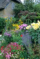 Cottage garden at Chiff Chaffs, Dorset, UK.  Flower filled colourful border planted with Dahlia, Eryngium, Nicotiana, Heliopsis, Aconitum, Phlox, Buddleia, Aster