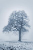 Tree in a field with fog and snow