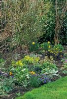 Spring border of Crocus, Narcissus, Pulmonaria, Helleborus and Ranunculus ficaria 'Brazen Hussy'. Florence House, Fridaybridge, Cambs. 