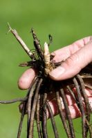 Planting asparagus 'Gijnlim' 
 
