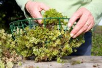 Planting up a hanging basket - lining a hanging basket with Sphagnum moss 