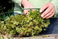 Planting up a hanging basket - lining a hanging basket with Sphagnum moss 