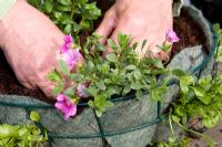 Planting up a hanging basket - planting Petunia in lined wire basket