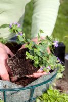 Planting up a hanging basket - planting young plant in lined wire basket