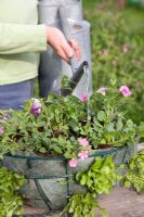 Planting up a hanging basket - watering  Young plants in lined wire basket