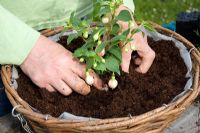Planting up a hanging basket - planting Fuchsia in a plastic lined woven basket