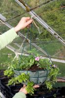 Planting up a hanging basket - protecting newly planted basket in greenhouse with young plants in a fibre lined wire basket