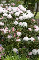 Rhododendron yakushimanum  
