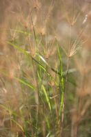 Oryzopsis miliacea - Rice Grass