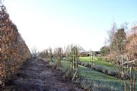 RHS Garden Hyde Hall in Winter. Path bordered by Beech hedge and Rose swags underplanted with Lavender