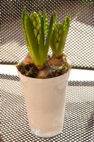 White Hyacinth grown in white glass flowerpot with surrounding moss. Use of appropriate materials to enhance impact.