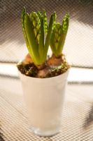 White Hyacinth grown in white glass flowerpot with surrounding moss. Use of materials to enhance impact of bloom.