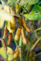 Glycine max - Soya beans. Ripe and ready for harvesting