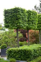 Topiary Hornbeam - Carpinus