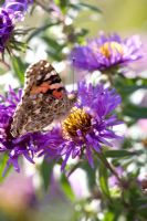 Painted Lady on Michaelas daisy in October - Sir Harold Hillier Gardens 
