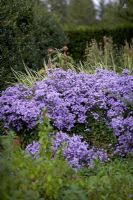 Aster ericoides 'Blue Star' in mixed border