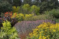 The New Square Garden at RHS Rosemoor with Rudbeckia fulgida var. sullivantii 'Goldsturm', Monarda 'Prarienacht', Cornus alba 'Aurea' and Canna 'Wyoming'