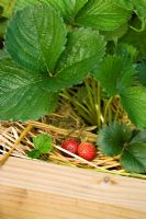 Strawberry 'Florence' mulched with straw