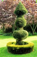 Unusual Taxus - Yew topiary with 'skirt' of Thuja occidentalis 'Rheingold' in open grass. Cae Hir Garden, Cribyn, Ceredigion, Wales.