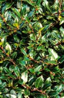 Ilex aquifolium 'Foxii'