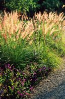 Pennisetum setaceum 'Kupfer'  - Fountain Grass. Hermanshof garden, Weinheim, Germany