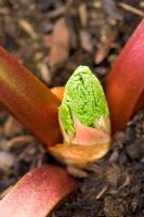 New shoots of Rhubarb 'Timperley Early'