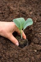 Planting a savoy cabbage seedling