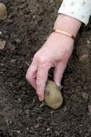 Planting chitted seed potatoes 'Maris Bard' in organically manured trench