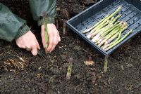 Harvesting asparagus spears in organic bed