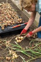 Harvesting shallots and placing on a plastic tray to allow for air circulation during drying