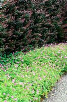 Berberis thunbergii 'Atropurpurea' hedge with Geraniumn endressii. Cae Hir Garden, Cribyn, Ceredigion, Wales. June. Garden open to the public.
