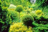 The Yellow Garden. Cae Hir Garden, Cribyn, Ceredigion. June. Garden open to the public